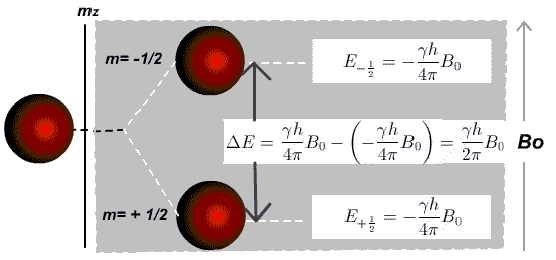 Σχήμα 1.2 Ενεργειακές καταστάσεις παρουσία εξωτερικού μαγνητικού πεδίου. Ένα πρωτόνιο, του οποίου το σπιν είναι ½, μπορεί να καταλάβει μία από τις δύο ενεργειακές καταστάσεις.