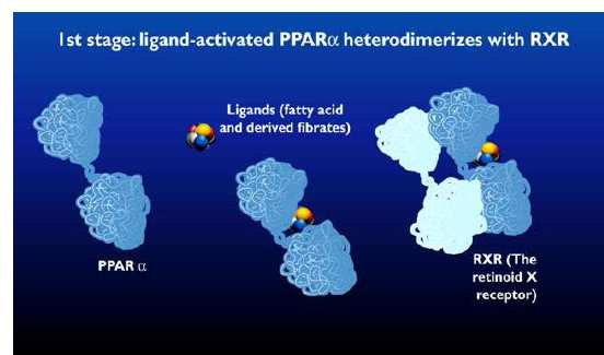 PPAR Naziv Peroxisome proliferator-activated receptors Receptori koji se aktiviraju uz proliferaciju peroksizoma Subfamilija nuklearnih receptora (transkripcioni faktori) Vezuju se za DNK kao