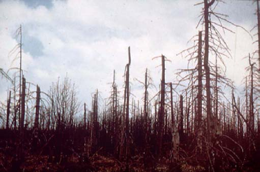Fig. 8. Pădure afectată de ploile acide în Slovacia.