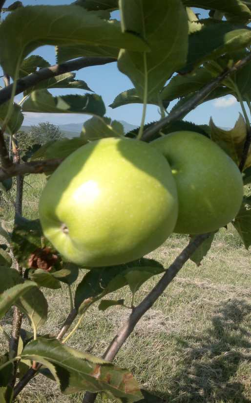 17 ε) Mutsu (Crispin) Προέλευση: Προήλθε από διασταύρωση των ποικιλιών Golden Delicious και Indo. ένδρο: Πολύ ζωηρό, ηµιορθόκλαδο.