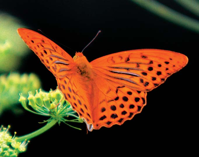 º π Απειλές οικο-συστηµάτων π π À ª π ƒ À Με πλήρη εξαφάνιση κινδυνεύουν οι πεταλούδες στην οµώνυµη Κοιλάδα της Ρόδου.