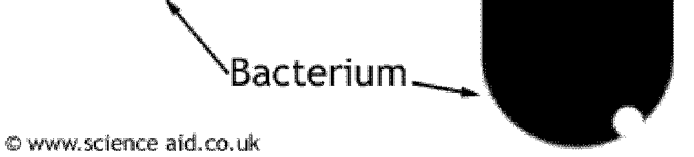 AB => peretele celular - ß Lactamine inhibă sinteza peptidoglicanului în faza de polimerizare.