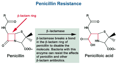 1. Modificarea permeabilităţii bacteriene 2. Modificarea ţintei (PBP) 3.