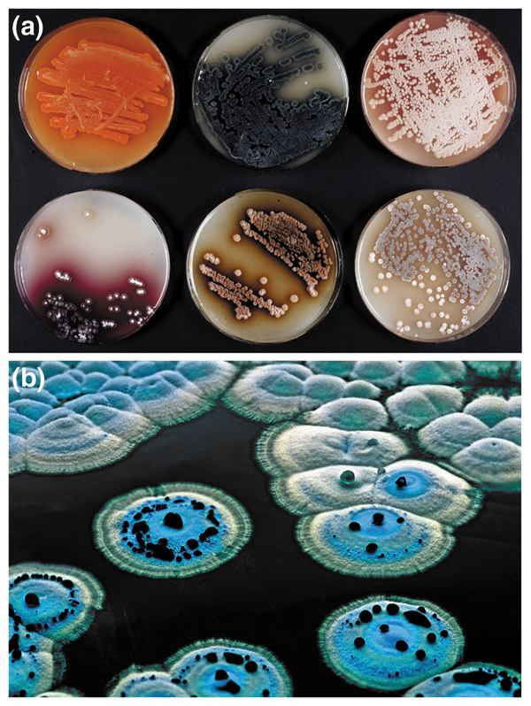 Antibiotic Organisms Penicillin Cephalosporin Griseofulvin Bacitracin Penicillium chrysogenum Cephalosporium acremonium Penicillium griseofulvum Bacillus subtilis Penicillium Cephalosporium Polymyxin