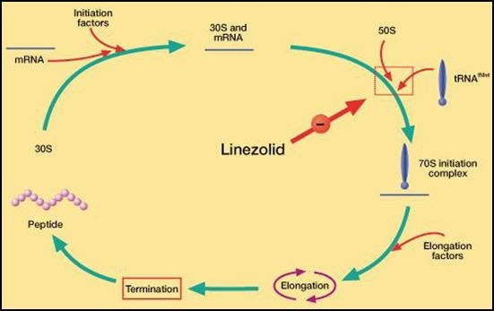 Oxazolidine Linezolid Spectru îngust DOAR