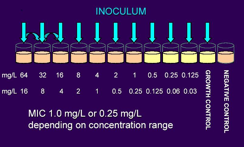 Medii de cultura lichide Dilutii de antibiotic intr-un mediu de cultura favorabil dezvoltarii bacteriilor Cantitati egale din cultura