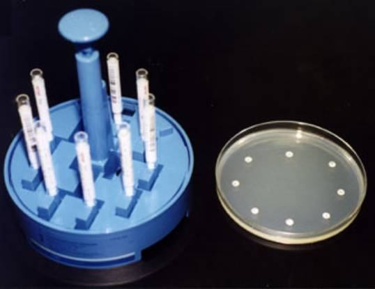 Antibiograma prin metoda difuzimetrică Tehnica de lucru După identificarea şi izolarea tulpinii bacteriene Se însămânţează cultura bacteriană (se prepară în prealabil o