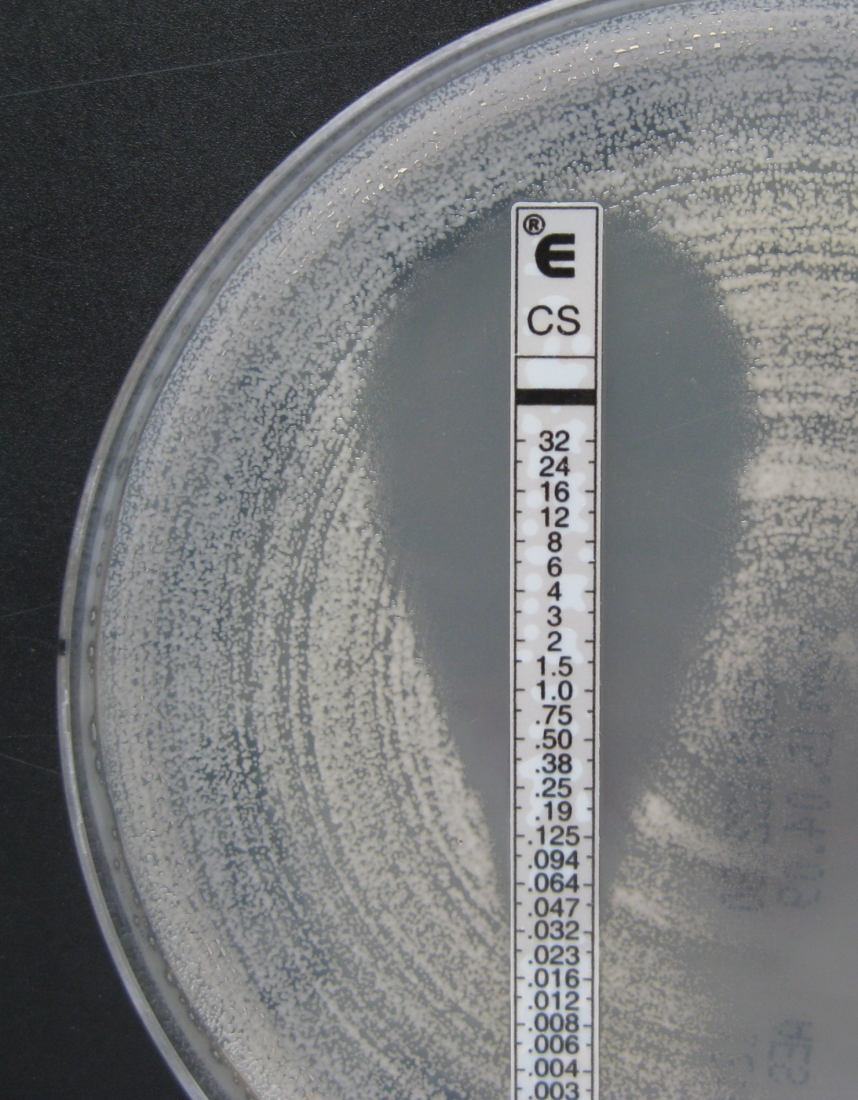 Antibiograma E-testul Combina avantajele cele doua metode Medii de cultura solide Benzi impregnate cu