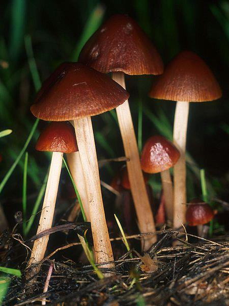 Conocybe