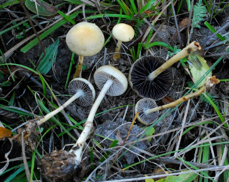 Stropharia