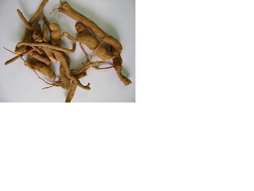 Rauwolfia serpentina Apocynaceae Δενδρύλιο τροπικών περιοχών της Ασίας, καλλιεργείται για τις ρίζες του ( Ο.Α. 0,5-2,5%).