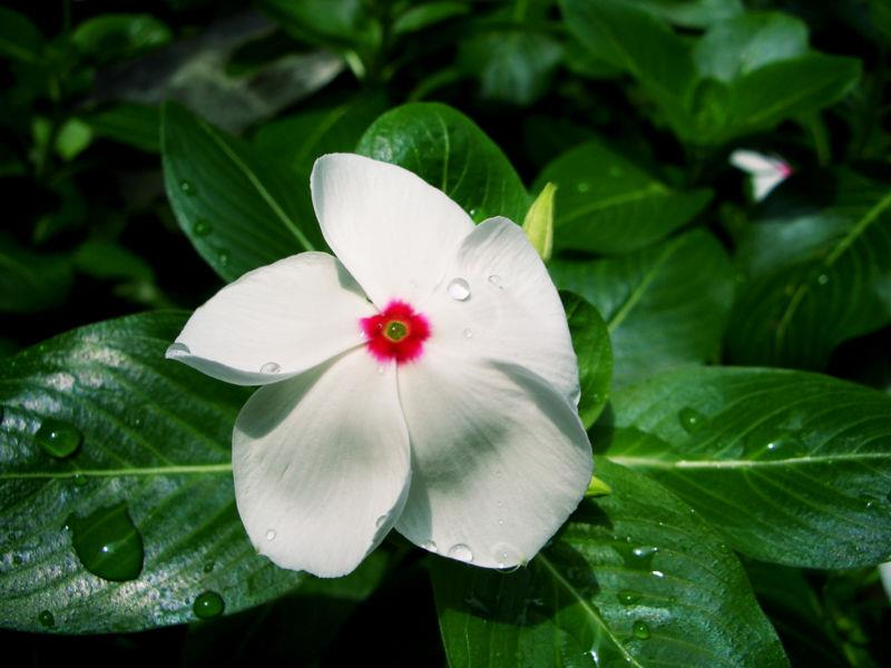 Catharanthus roseus (=