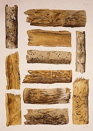 Cinchona έχει χρησιμοποιηθεί σαν ανθελονοσιακό mal + aria = κακός αέρας Cinchona Bark; Jesuit's Bark; Peruvian Bark Δρόγη είναι ο φλοιός Χρησιμοποιήθηκε από