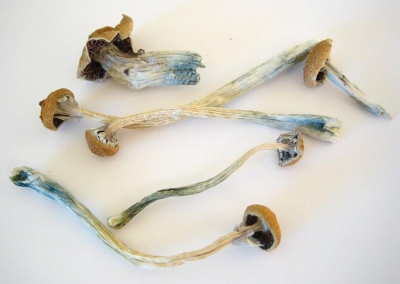 Psilocybe