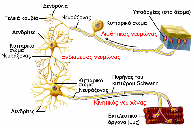 ρήκα 1.2 : Δίδε λεπξώλσλ 1.3. ςνάτειρ χλαςε νλνκάδεηαη ε εμεηδηθεπκέλε επαθή κεηαμχ δχν λεπξψλσλ, φπνπ ν έλαο επεξεάδεη ηε ιεηηνπξγία ηνπ άιινπ.