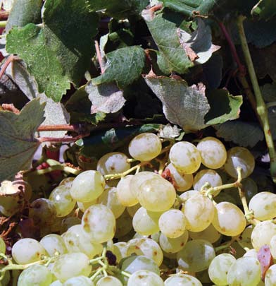 Hatzidakis Winery The winery is located outside the village of Pyrgos, on the road to the monastery of Prophet Elias.