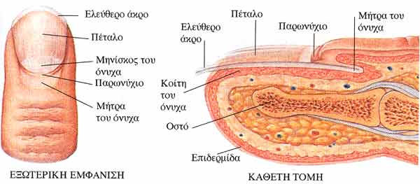 Η δοµή των νυχιών παρουσιάζεται στην παρακάτω εικόνα: Σχήµα 8: Η ανατοµία του νυχιού 35 1.1.6.8.3 Αδένες του δέρµατος Σµηγµατογόνοι αδένες Οι σµηγµατογόνοι αδένες είναι κυψελοειδείς αδένες.