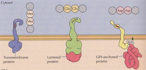 Σήματα*διαλογής*πρωτεϊνών*και* εξόδου*από*το*εδ* κυτταρόπλασμα& Διαμεμβρανική! πρωτεΐνη!