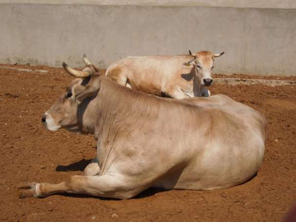 Φυλή συνδυασμένων αποδόσεων Schwyz Brown Swiss 8/8 (Schwyzer Vieh ή