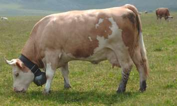 Φυλή συνδυασμένων αποδόσεων Simmental Fleckvieh 1/4 Καταγωγή - Διάδοση Από τις παλαιότερες και ίσως η πιο διαδεδομένη φυλή βοοειδών.