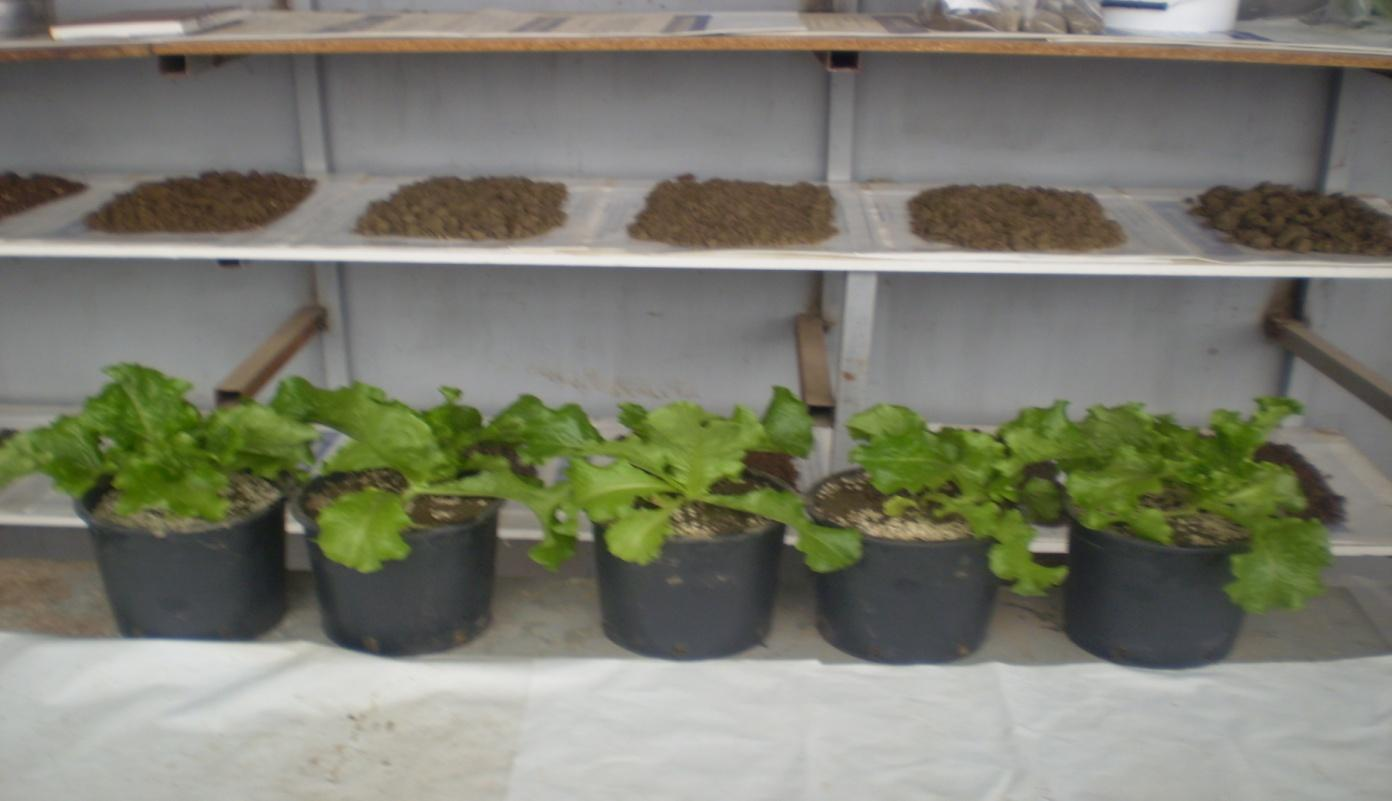Φωτογραφία 9. Τα φυτά της μεταχείρισης Α (μάρτυρες) την ημέρα τερματισμού του πειράματος (23/01/2011).