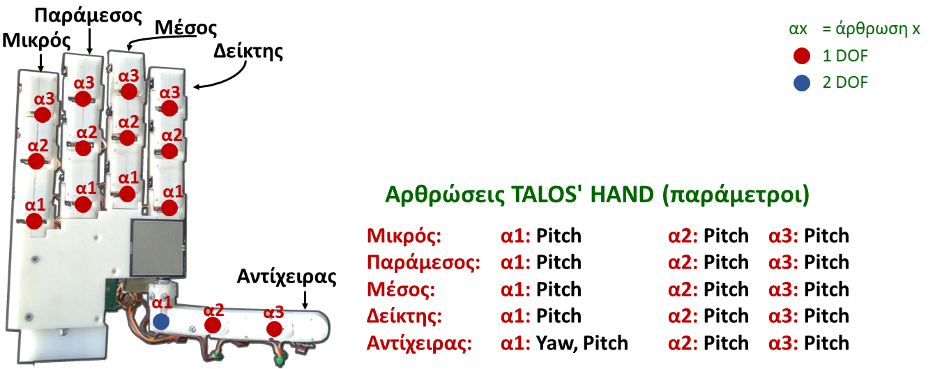 Ενότητα 3.2: Talos' Hand Τα δάχτυλα ενός ανθρώπινου χεριού έχουν δυνατότητες κίνησης ως προς τον οβελιαίο και τον μετωπιαίο άξονα.