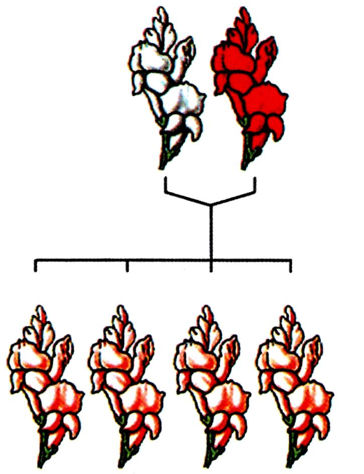 Δηθόλα 5.