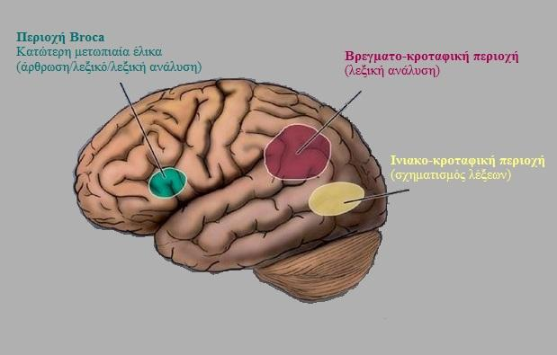 Εικόνα 1. Συστήματα ανάγνωσης του εγκεφάλου (προσαρμογή από S. Shaywitz, 2003 [1]).