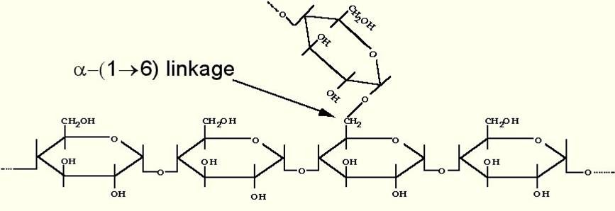4.3 Industrija škroba Ob skupnem delovanju α amilaze in β amilaze poteka razgradnja škroba še hitreje kot ob delovanju posameznega encima.