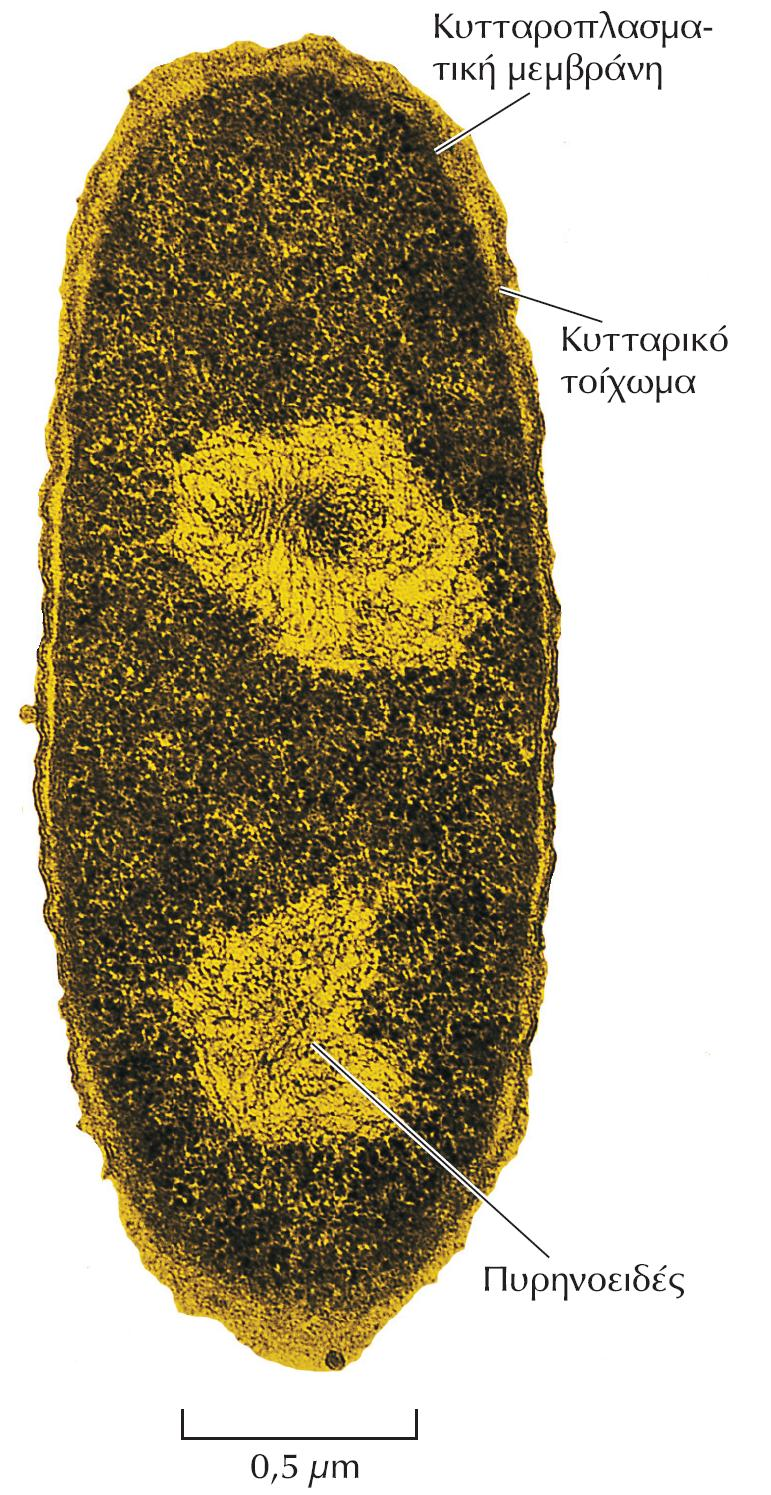 ΕΙΚΟΝΑ 1.5 Φωτογραφία ηλεκτρονικού μικροσκοπίου που δείχνει το βακτήριο E. coli. Το κύτταρο περιβάλλεται από ένα κυτταρικό τοίχωμα, κάτω από το οποίο βρίσκεται η κυτταροπλασματική μεμβράνη.