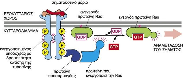 Σηματοδότηση μέσω μικρών GTPασών Το