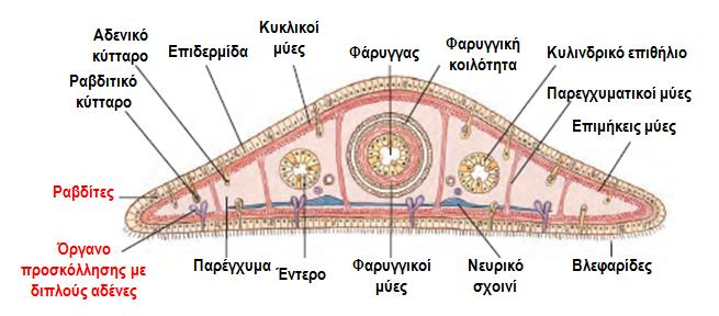 ΦΥΛΟ: ΠΛΑΤΥΕΛΜΙΝΘΕΣ (Μορφή και Λειτουργία) Τύποι αδενικών κυττάρων οργάνου προσκόλλησης: - Ιξώδη (σύνδεση αγκυρωτικών κυττάρων με