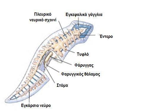 ΦΥΛΟ: ΠΛΑΤΥΕΛΜΙΝΘΕΣ (Μορφή και Λειτουργία) Θρέψη & Πέψη - Πεπτικό σύστημα με στόμα, φάρυγγα και έντερο (Στροβιλιστικοί Πλατυέλμινθες, π.χ. πλανάριες).