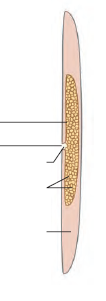 ΦΥΛΟ: ΑΚΟΙΛΟΜΟΡΦΑ Πρωτοστόμια ή Δευτεροστόμια?? Οι Phillip και συν. τοποθετούν τα Ακοιλόμορφα στα Δευτεροστόμια (Phillip et al., 2011. Acoelomorph flatworms are deuterostomes related to Xenoturbella.