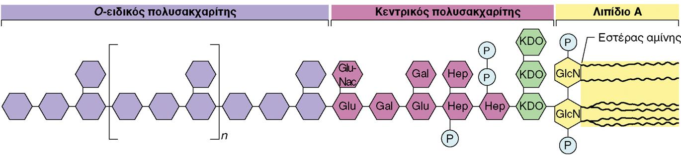 ΔΟΜΗ ΤΟΥ ΛΙΠΟΠΟΛΥΣΑΚΧΑΡΙΤΗ(LPS) ΤΩΝ ΑΡΝΗΤΙΚΩΝ ΚΑΤΑ GRAM ΒΑΚΤΗΡΙΩΝ Εικόνα 4.35: Δομή του λιποπολυσακχαρίτη (LPS) των αρνητικών κατά Gram βακτηρίων.