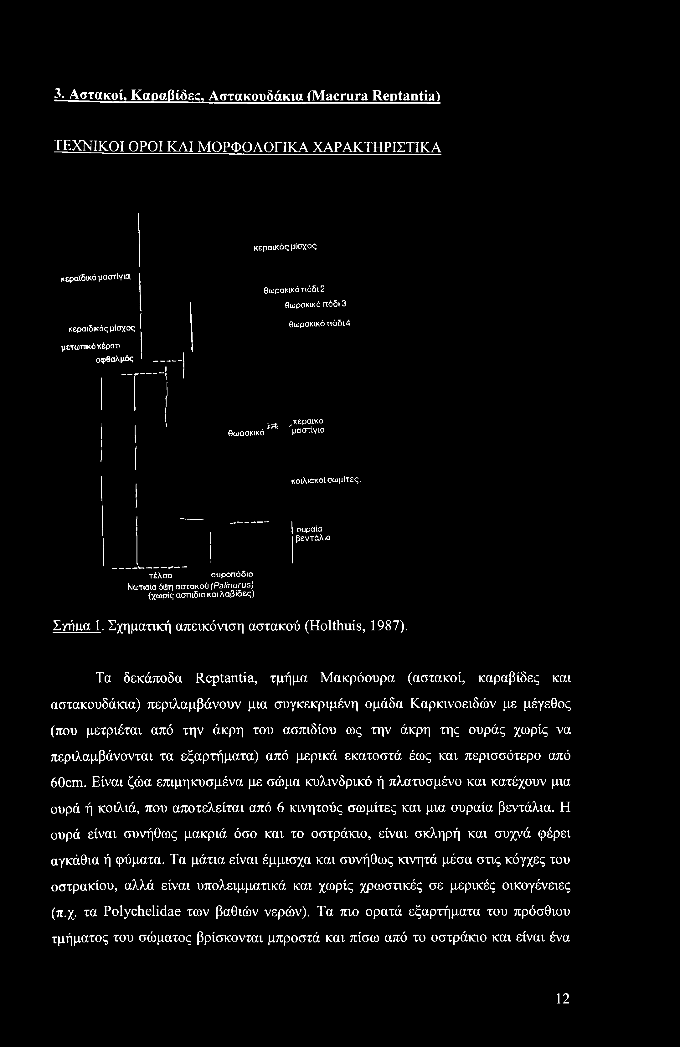 3. Αστακοί, Καραβίδες. Αστακουδάκια (Macrura Reptantia) ΤΕΧΝΙΚΟΙ ΟΡΟΙ ΚΑΙ ΜΟΡΦΟΛΟΓΙΚΑ ΧΑΡΑΚΤΗΡΙΣΤΙΚΑ κεραικός μίσχος κεραϊδικά μαστϊγια.