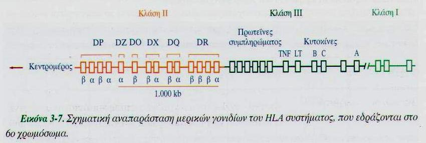 Υπάρχουν 57 αλληλόμορφα για το Α και 111 για το Β και 34 για το C. Με τυχαίο ανασυνδυασμό η συχνότητα του απλότυπου Α1Β8 θα έπρεπε να ήταν 2.3%. Είναι όμως 9.