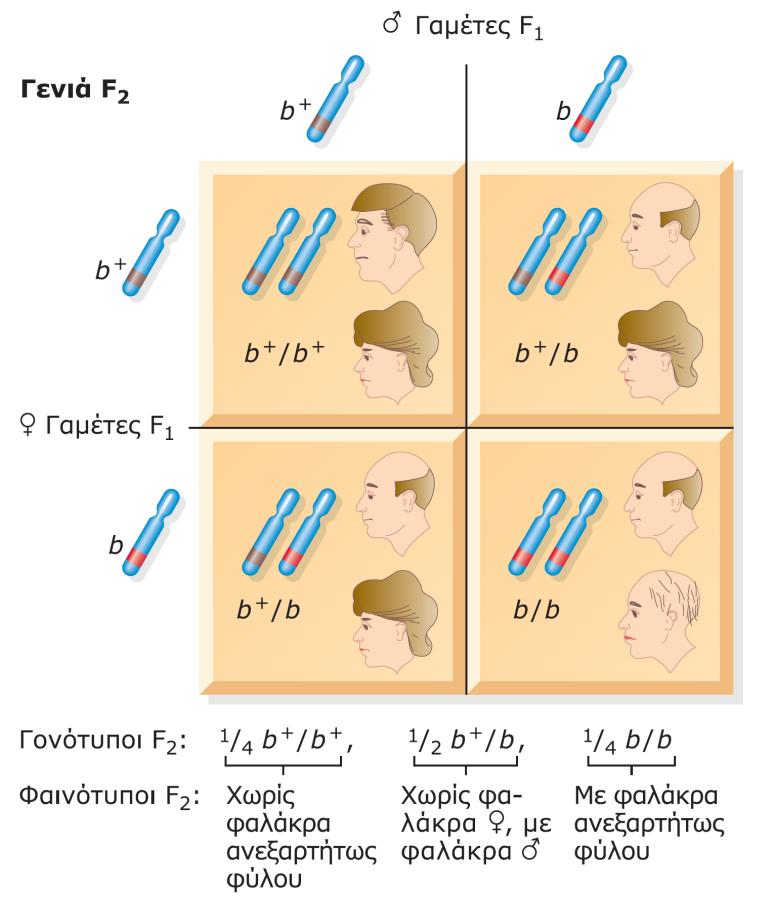 Θεωρείστε το γονίδιο b + υπεύθυνο για τη φυσιολογική εμφάνιση του τριχωτού της κεφαλής ενώ το b υπεύθυνο για την
