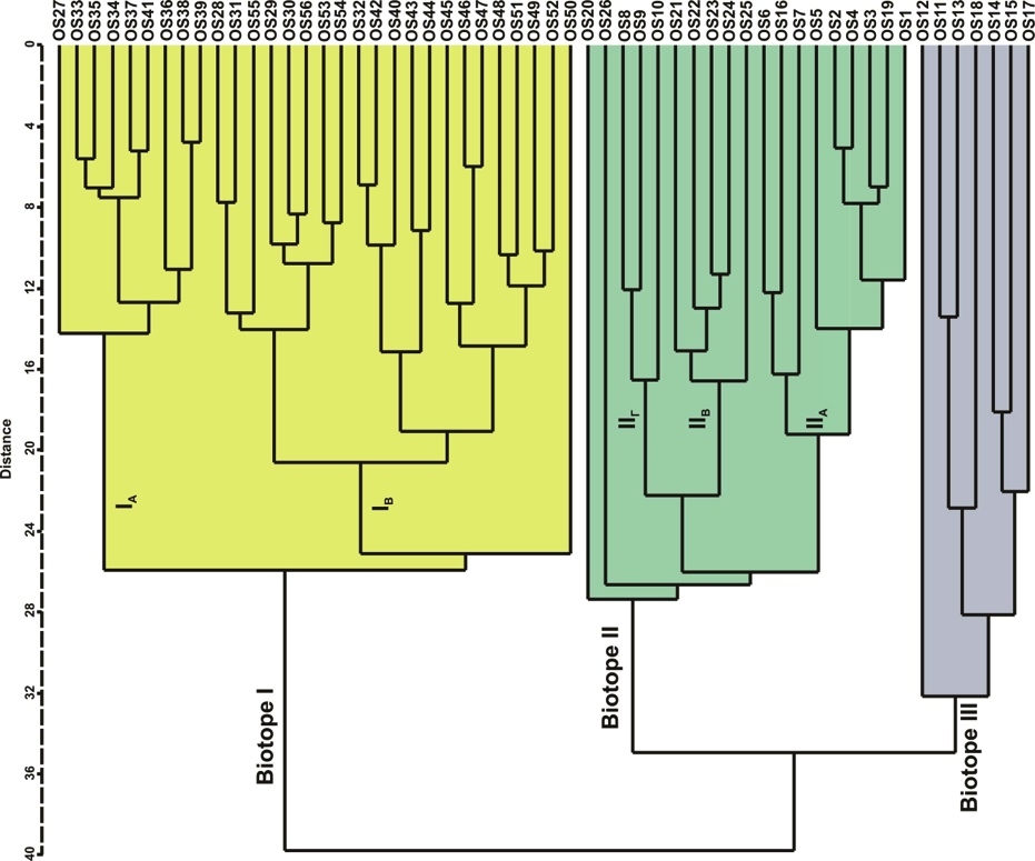 extension back in time to document in the Libyan Sea, permit the refinement of previous Late Quaternary regional plankton ecostratigraphic schemes (Aegean Sea: Triantaphyllou et al.