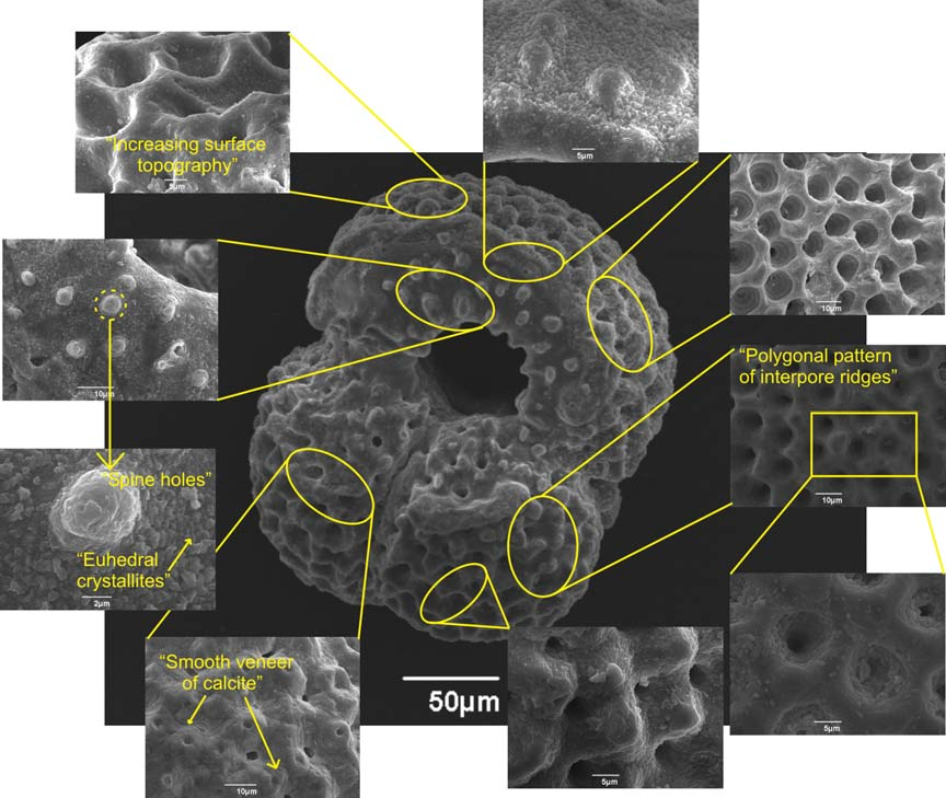 Chapter 8: The Mg/Ca Ratio as a Palaeotemperature Proxy Εικ. 8.11: Υψηλής ανάλυσης SEM εικόνες του είδους G.