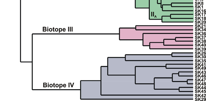 Four and three distinct assemblages of planktonic foraminifera were identified by Q- mode cluster analysis in the north and south Aegean respectively (Fig. 6.1 and 6.2).