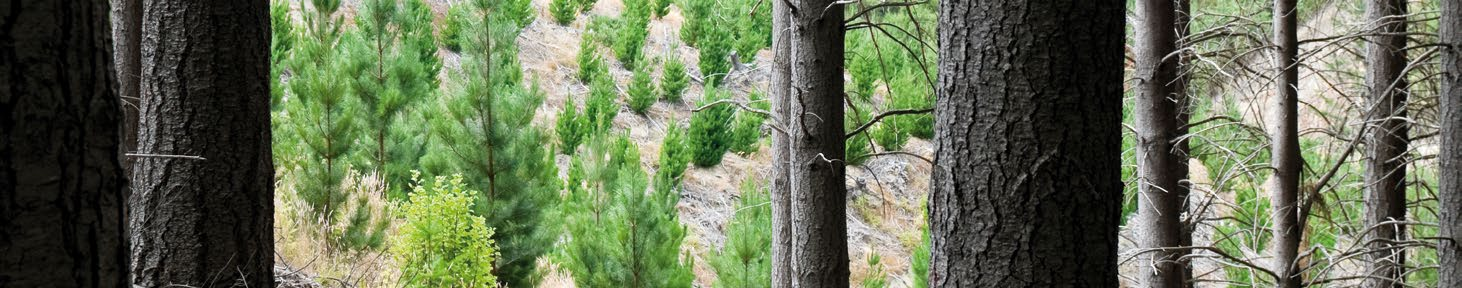 GREEN ΕΠΙΛΟΓΗ Ενισχύοντας σημαντικά την ανθεκτικότητα και τη διαστασιακή σταθερότητα ξύλου με προέλευση αειφορικά διαχειριζόμενα δάση, η ξυλεία Accoya έχει ισχυρά περιβαλλοντολογικά πλεονεκτήματα σε