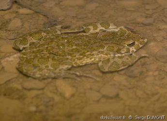 Bufo viridis 18 17 19 Ενότητα 2η.