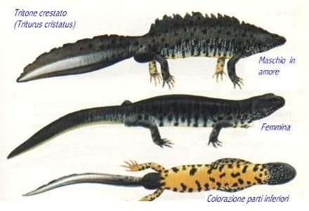 Triturus carnifex 28 27 29 Ενότητα