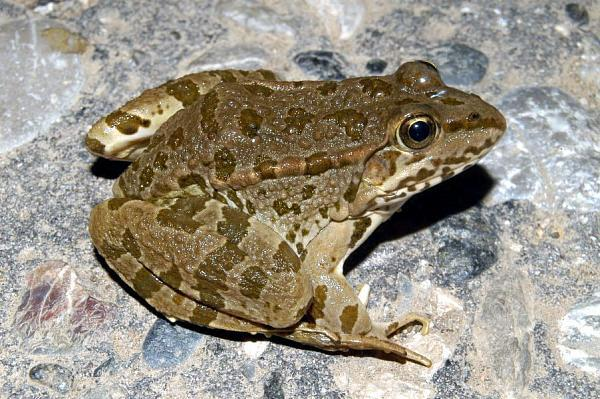 Pelophylax kurtmuelleri 6 Δερμική πτυχή 7