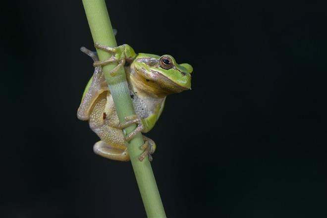 Hyla arborea 10 11 Ενότητα 2η.