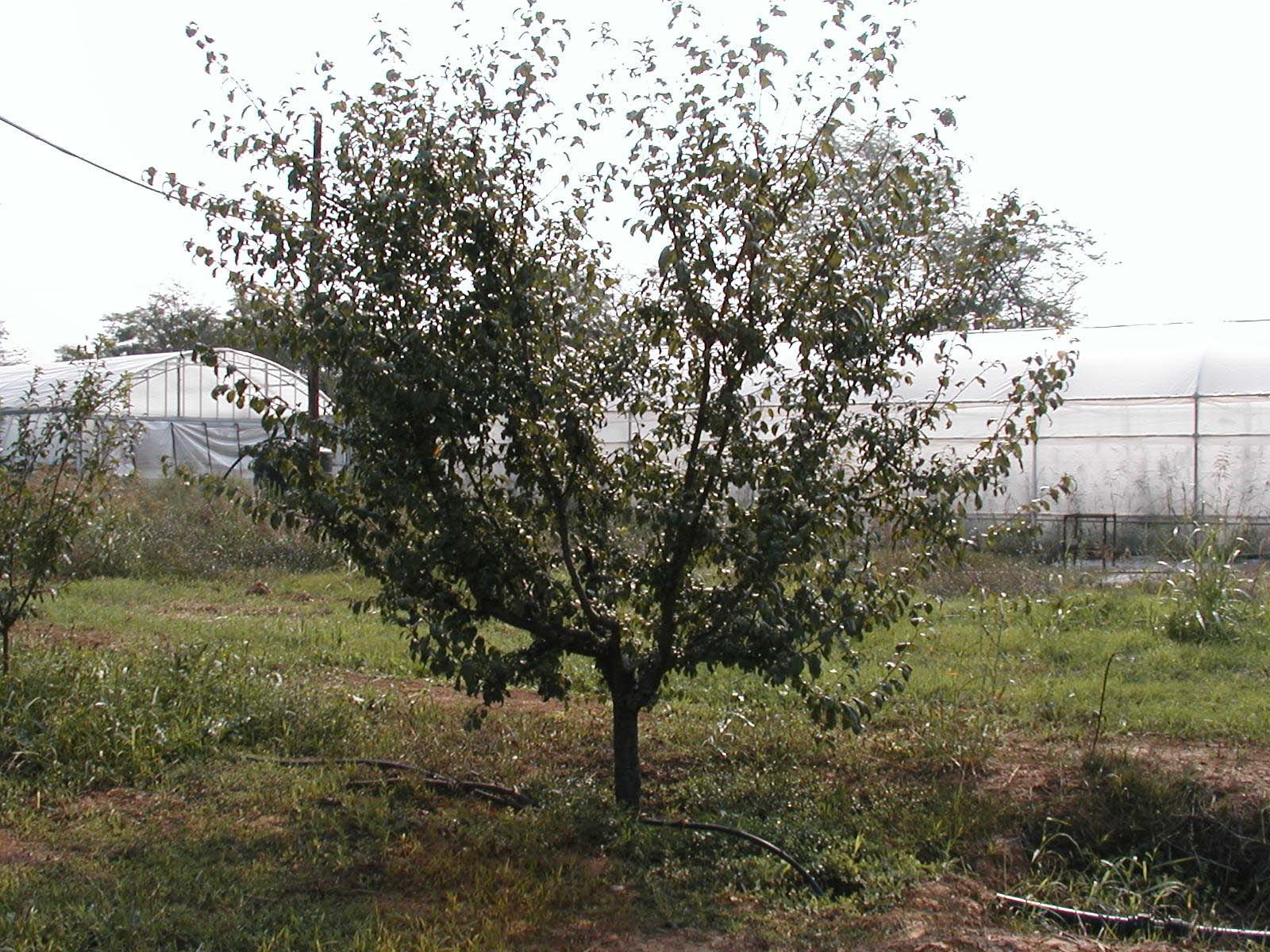 Δέντρο Angeleno