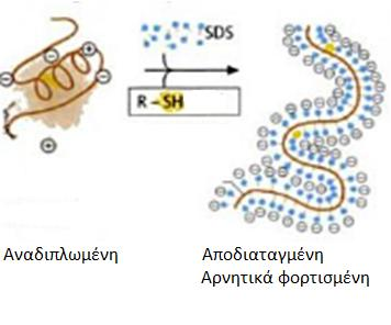 Η SDS-PAGE σε συνθήκες αποδιάταξης διαχωρίζει πρωτεΐνες ανάλογα με τη μάζα τους και είναι η συνηθέστερη ηλεκτροφορητική μέθοδος 1. Το SDS αποδιατάσσει τις πρωτεΐνες 2.