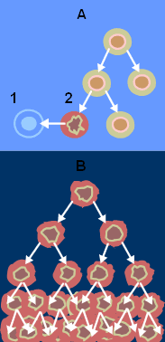 Σχήμα 2. Κανονική διαίρεση κυττάρων (Α) και καρκινική διαίρεση κυττάρων (Β), με το 1 συμβολίζεται η απόπτωση και με το 2 το κατεστραμμένο κύτταρο.