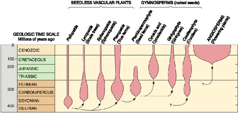 Η εξάπλωση των χερσαίων φυτών Τα αγγειόσπερμα